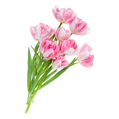 Bouquet of spring pink tulips flowers isolated on white background closeup. Flowers bunch in air, without shadow. Top view, flat lay.