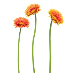Zelfklevend Fotobehang drie verticale oranje gerbera bloemen met lange steel geïsoleerd op een witte achtergrond © Natika