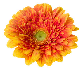   orange gerbera flower head isolated on white background closeup. Gerbera in air, without shadow. Top view, flat lay.