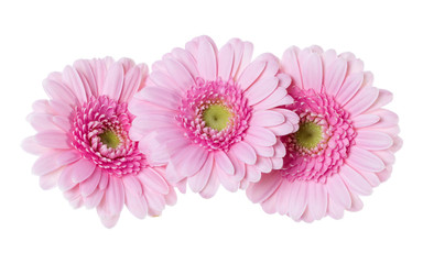 Three   pink gerbera flower heads isolated on white background closeup. Gerbera in air, without shadow. Top view, flat lay.