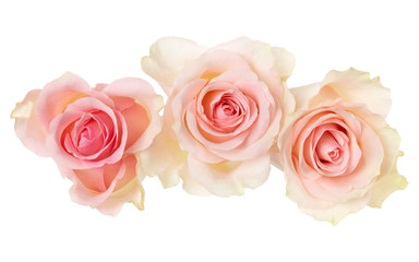 three pink roses isolated on white background closeup. Rose flower bouquet in air, without shadow. Top view, flat lay.