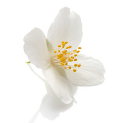 Naklejka na ściany i meble Jasmine flowers isolated on white background cutout