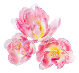 Three spring pink tulip flower heads isolated on white background closeup. Tulip in air, without shadow. Top view, flat lay.