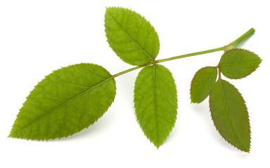 Green rose leaf isolated on white background cutout