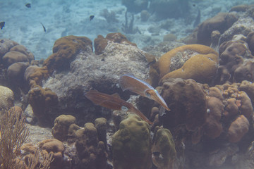 Fototapeta na wymiar Caribbean Reef Squid