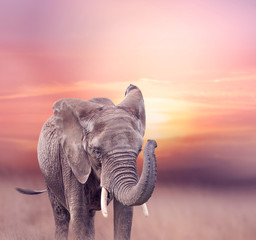 Fototapeta na wymiar African Elephant in the grassland