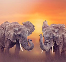 Naklejka na ściany i meble African Elephants in the grassland