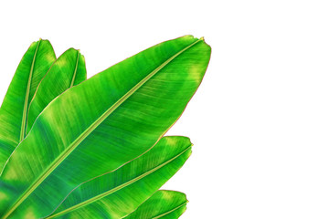 Obraz premium banana leaf on white background.