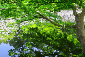 春の蛇の鼻遊楽園（福島県・本宮市）