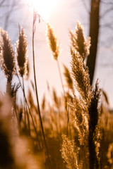 Obraz premium Plumerer sunray Cortaderia