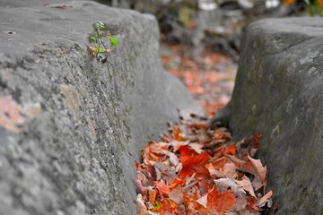 Life on a stone