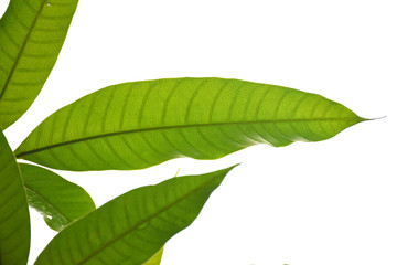 Fototapeta na wymiar Mango leaf on white background.