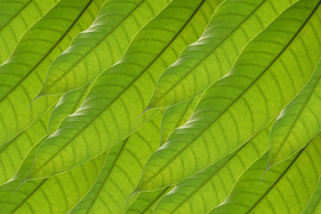 Mango leaf background.