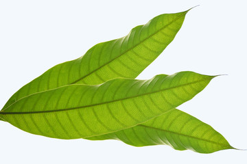 Mango leaf on white background.