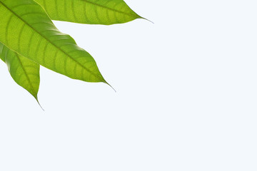Obraz premium Mango leaf on white background.