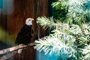 American bald eagle on perch next to tree