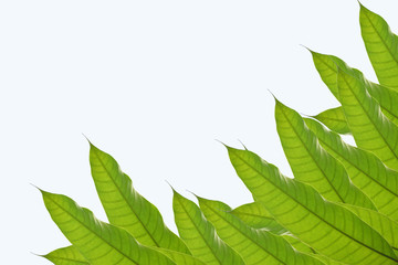 Mango leaf on white background.