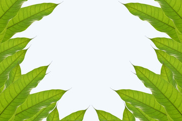 Mango leaf on white background.