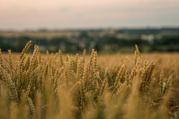 Wheat field. Golden ears of wheat on the field. Background of ripening ears of meadow wheat field. Rich harvest. Agriculture of natural product.