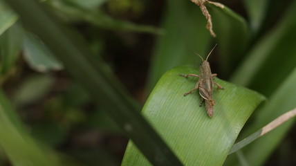 grasshopper 