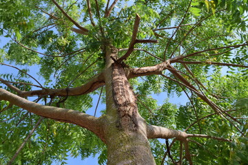 Fototapeta na wymiar Verde como el árbol
