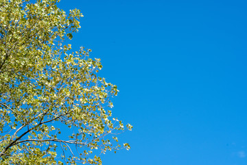 Seasonal background with tree foliage