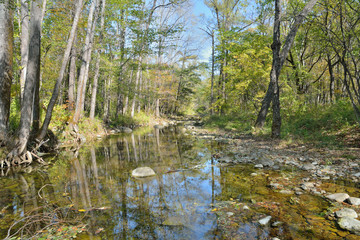 Obraz premium Small woodsy river 2