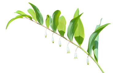 Herb solomon’s seal (Poligonatum) 6