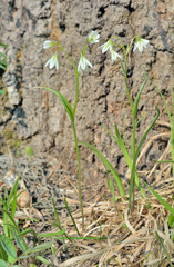 Small white flowers 5