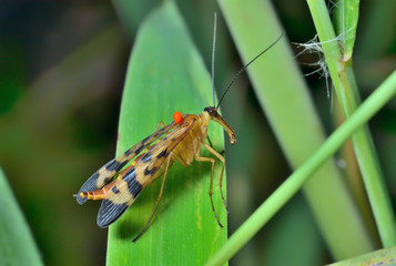 Insect Scorpion's tail (Panorpa Communis) 5