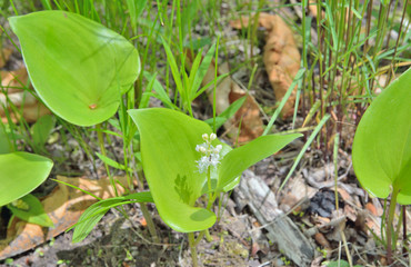 Wild flower (Mianthemum bifolium) 5