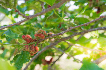 Fresh Mulberry fruits on tree, ..Mulberry with very useful for the treatment and protect of various diseases. ..Organic fresh, ripe fruit.