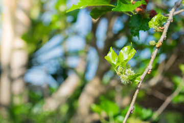 Obraz premium Fresh Mulberry fruits on tree, ..Mulberry with very useful for the treatment and protect of various diseases. ..Organic fresh, ripe fruit.