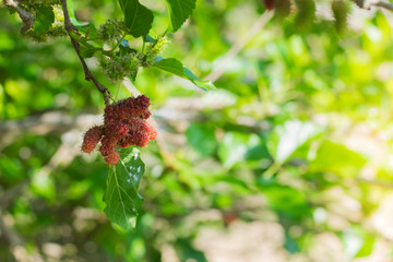 Fresh Mulberry fruits on tree, ..Mulberry with very useful for the treatment and protect of various diseases. ..Organic fresh, ripe fruit.