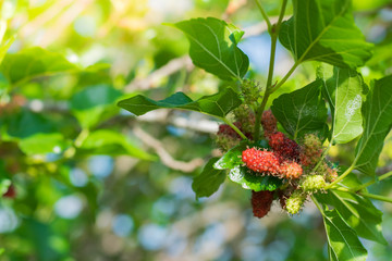 Fresh Mulberry fruits on tree, ..Mulberry with very useful for the treatment and protect of various diseases. ..Organic fresh, ripe fruit.