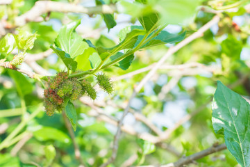 Fresh Mulberry fruits on tree, ..Mulberry with very useful for the treatment and protect of various diseases. ..Organic fresh, ripe fruit.