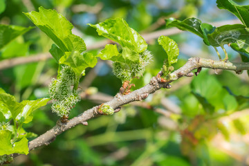 Fresh Mulberry fruits on tree, ..Mulberry with very useful for the treatment and protect of various diseases. ..Organic fresh, ripe fruit.