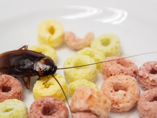 Close up cockroach on fruities cereal in white plate, Cockroaches are carriers of the disease.