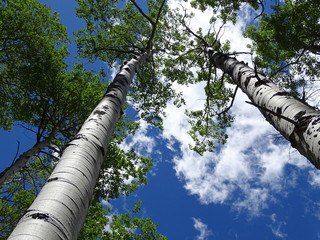 Fototapeta premium Blue Sky and Clouds through Green leaves