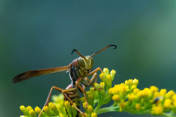 wasp