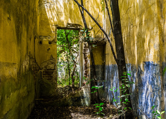 paredes en ruinas con arboles y malezas crecidas