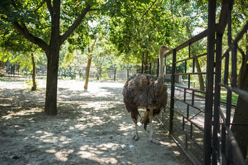 NIKOLAEV, UKRAINE - AUGUST 5, 2018. animals in the zoo, the city zoo, Ukraine.