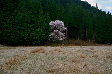 荒地に立つ一本桜、杉林とエドヒガンの一本桜