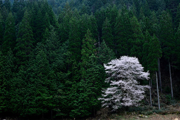 荒地に立つ一本桜、杉林とエドヒガンの一本桜