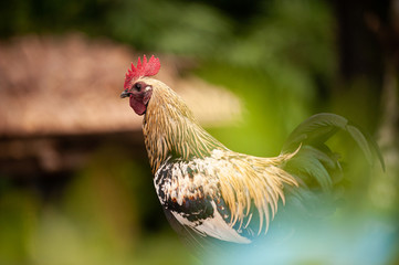 Rooster beautiful and elegant Asian species in the countryside