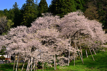 満開の飛騨一ノ宮の臥龍桜