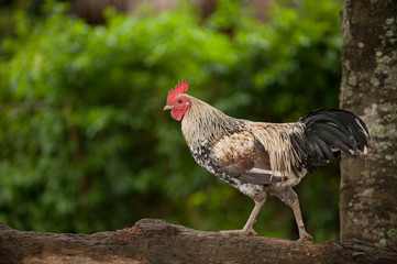 Rooster beautiful and elegant Asian species in the countryside