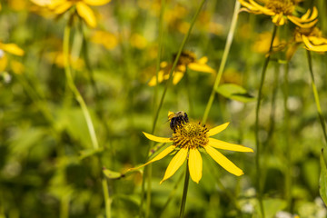 Bumblebee sitting on coneflower