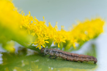 caterpillar