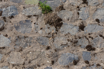 Textura, Muro de piedra con musgo